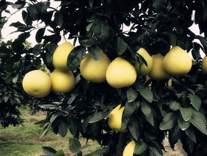 富硒水果哪些比较好(富硒的水果蔬菜有哪些)-硒宝网