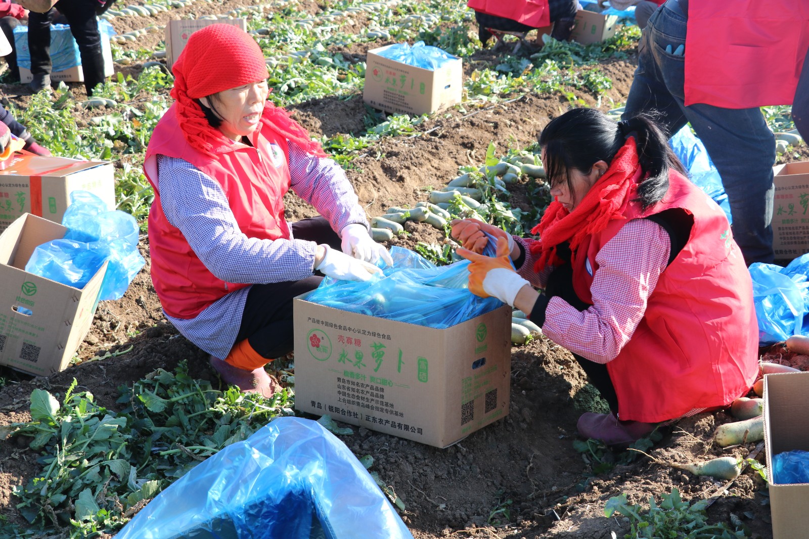平度市富硒水果萝卜（平度水果萝卜种植基地）-硒宝网