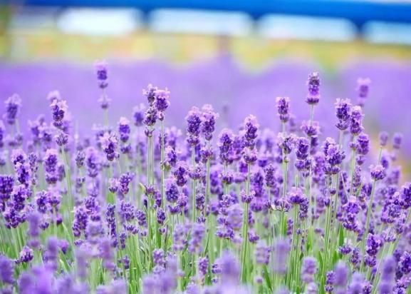 张店富硒水果哪里有（富硒水果一览表）-硒宝网