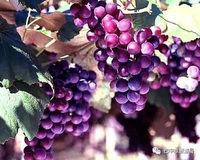 张店富硒水果哪里有（富硒水果一览表）-硒宝网