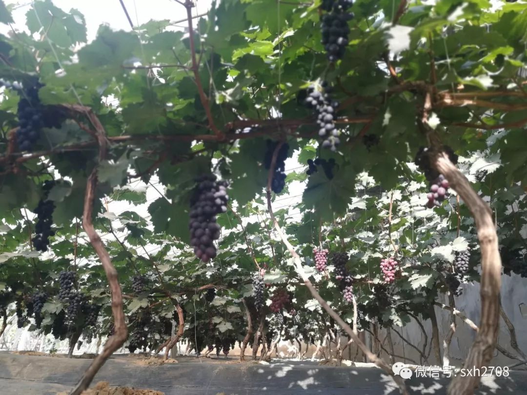 富硒葡萄的水果知识(富硒葡萄有什么不一样)-硒宝网