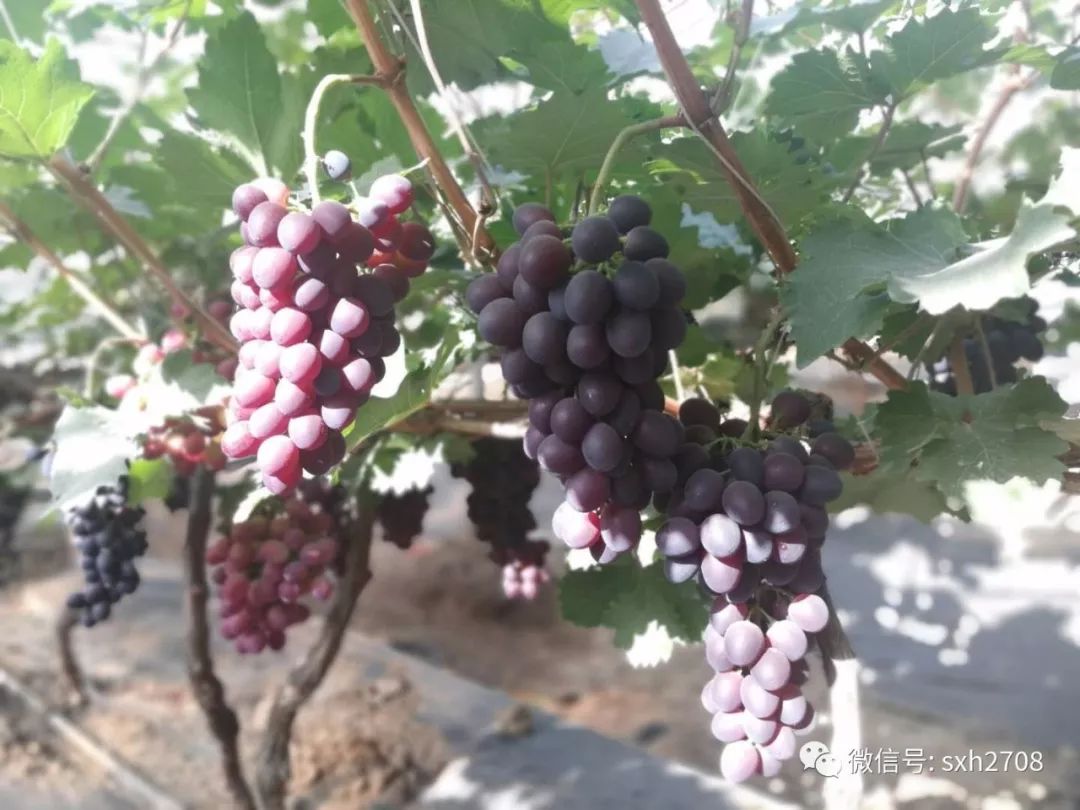 富硒葡萄的水果知识(富硒葡萄有什么不一样)-硒宝网