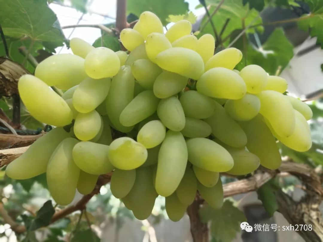富硒葡萄的水果知识(富硒葡萄有什么不一样)-硒宝网