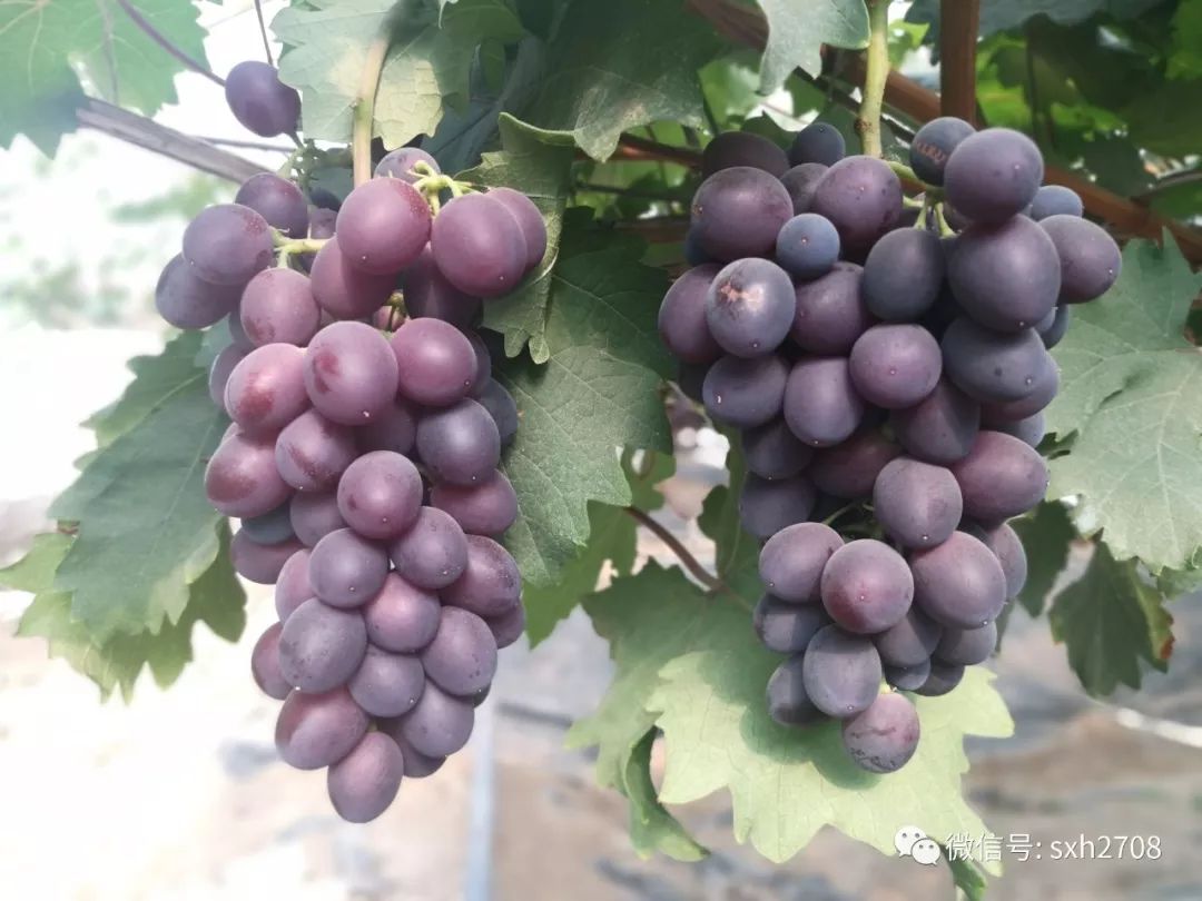 富硒葡萄的水果知识(富硒葡萄有什么不一样)-硒宝网