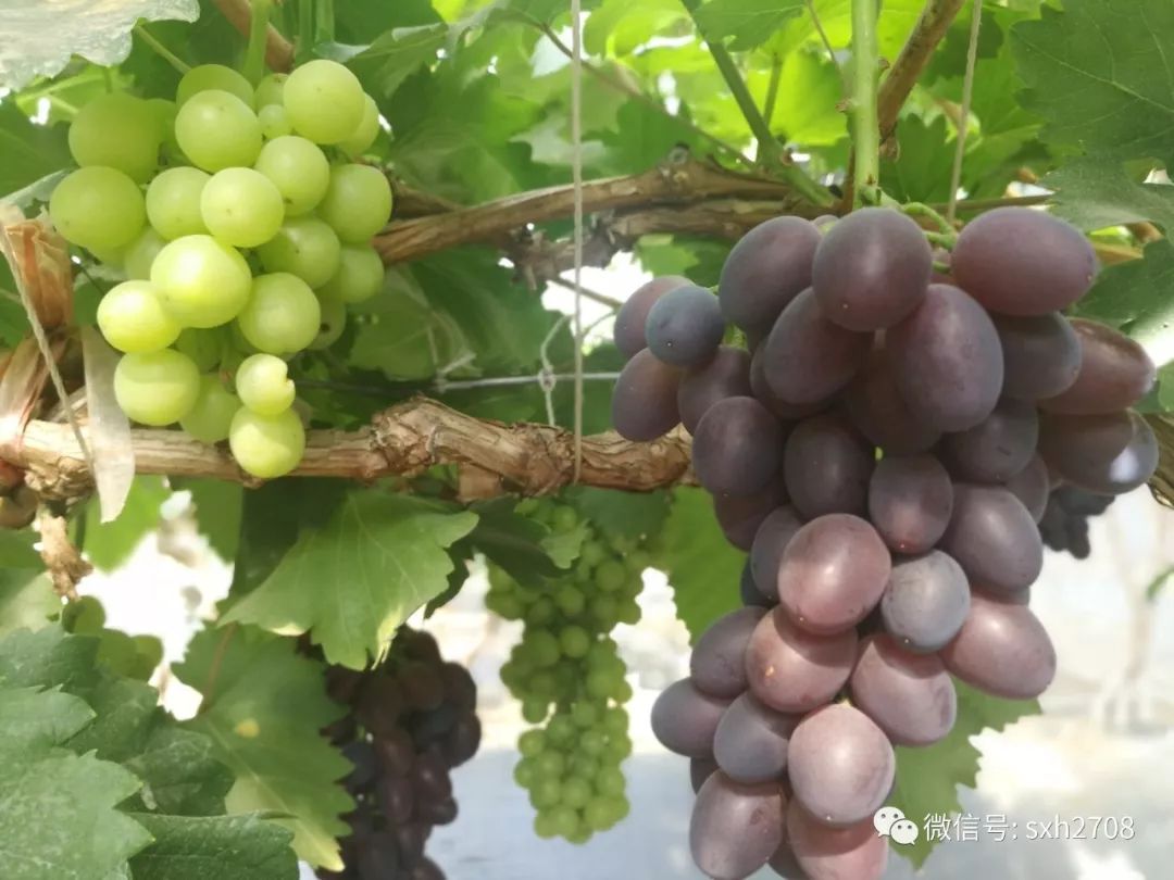 富硒葡萄的水果知识(富硒葡萄有什么不一样)-硒宝网