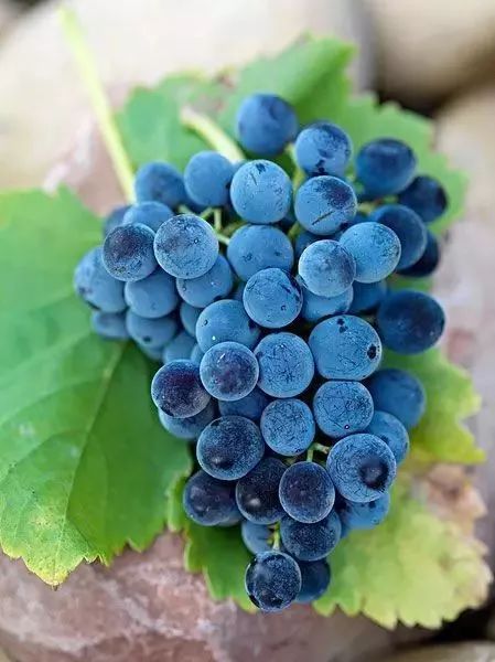 问什么是 富硒水果（富硒的水果蔬菜有哪些）-硒宝网