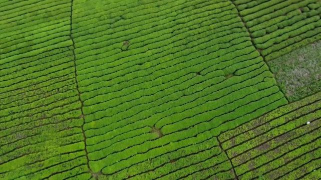 象州富硒水果在哪里（富硒水果功能及作用）-硒宝网