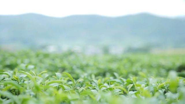 象州富硒水果在哪里（富硒水果功能及作用）-硒宝网