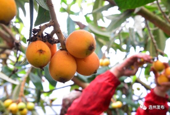南宁市富硒水果检测(广西南宁水果批发)-硒宝网
