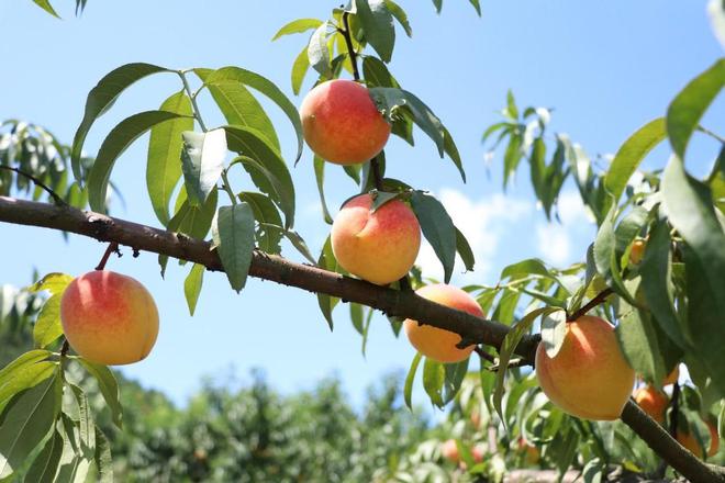 麻阳花花富硒水果店(麻阳花花富硒水果店)-硒宝网