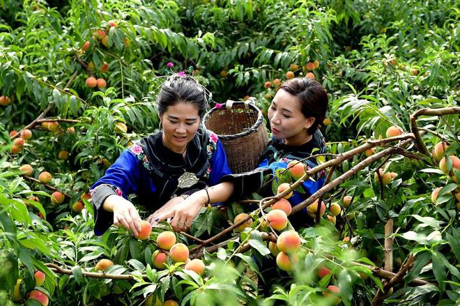 麻阳花花富硒水果店(麻阳花花富硒水果店)-硒宝网