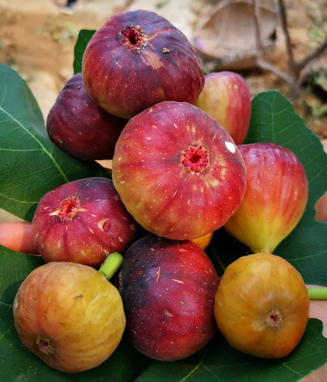 富硒水果类国家标准（水果标准类富硒国家有哪些）-硒宝网