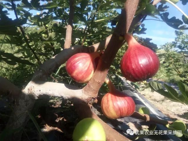 无花果是富硒水果吗（水果无花果富硒是什么东西）-硒宝网