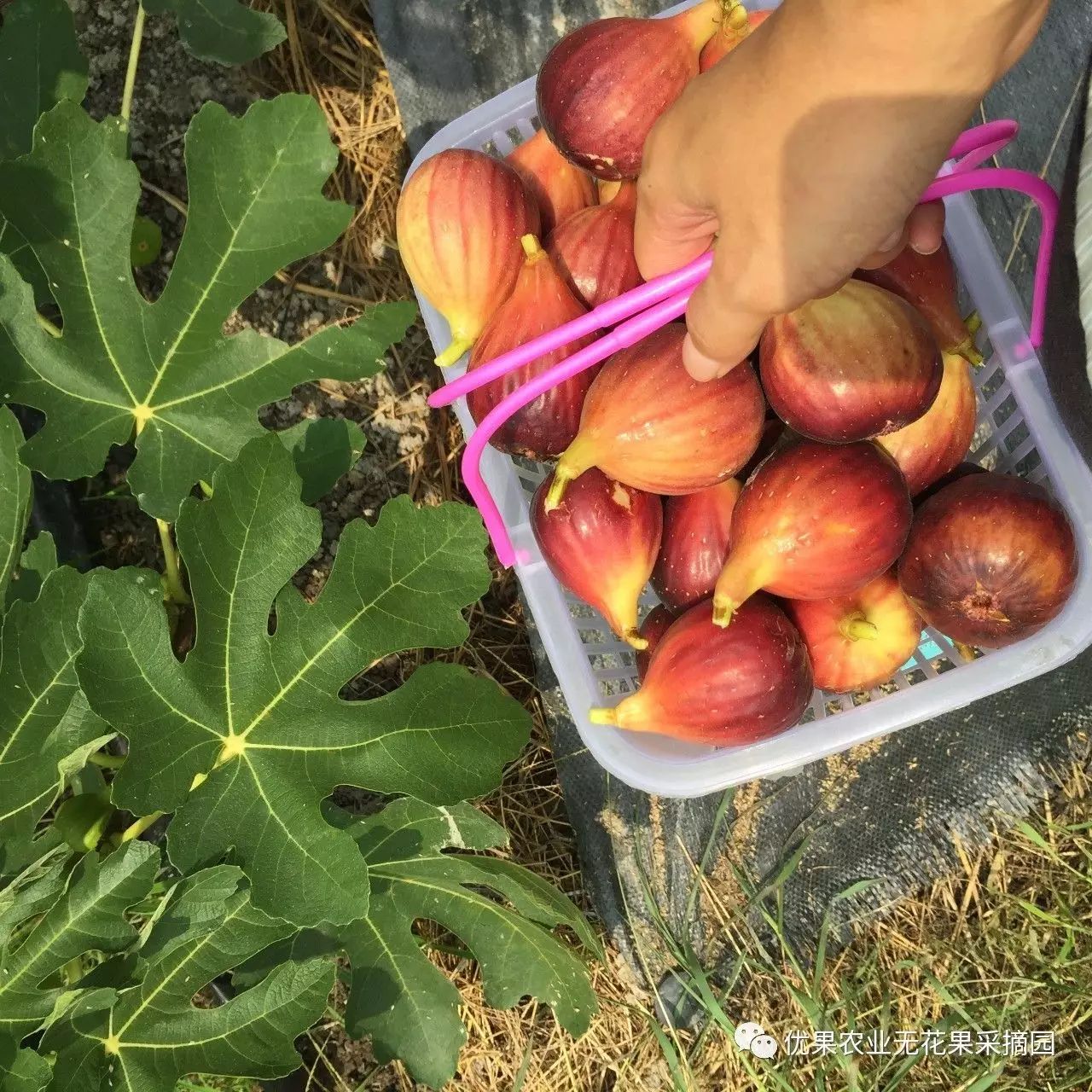 无花果是富硒水果吗（水果无花果富硒是什么东西）-硒宝网