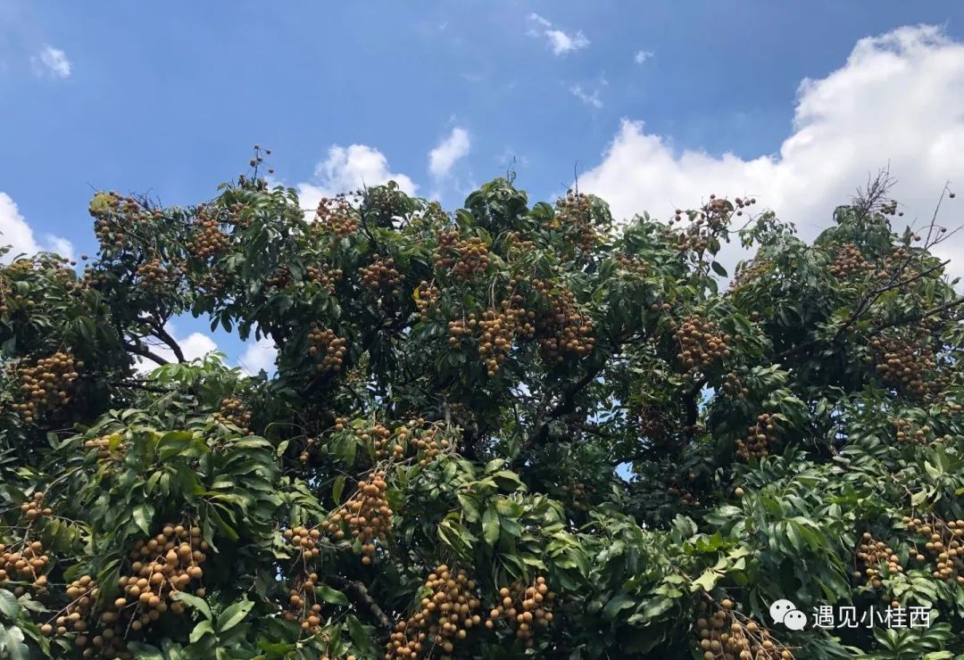 干桂圆是富硒水果吗(水果桂圆干富硒是什么东西)-硒宝网