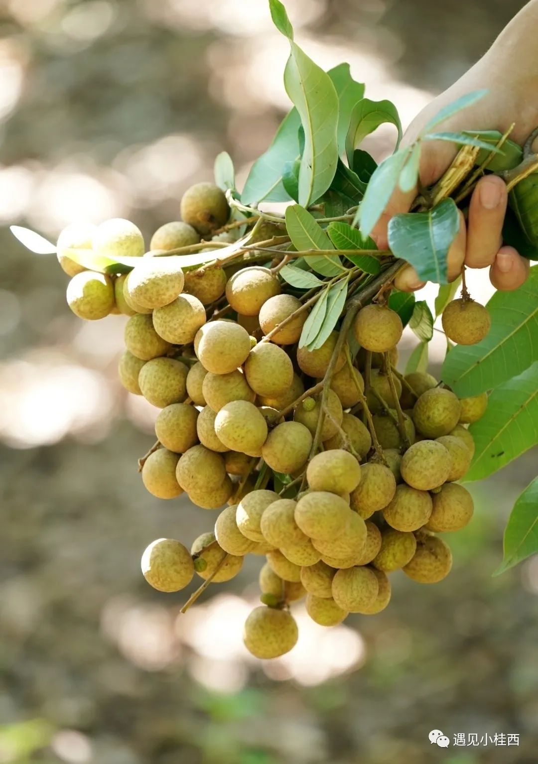 干桂圆是富硒水果吗(水果桂圆干富硒是什么东西)-硒宝网