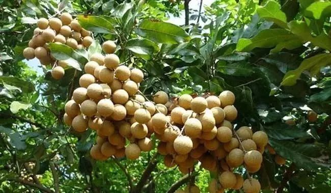 干桂圆是富硒水果吗（桂圆硒含量）-硒宝网