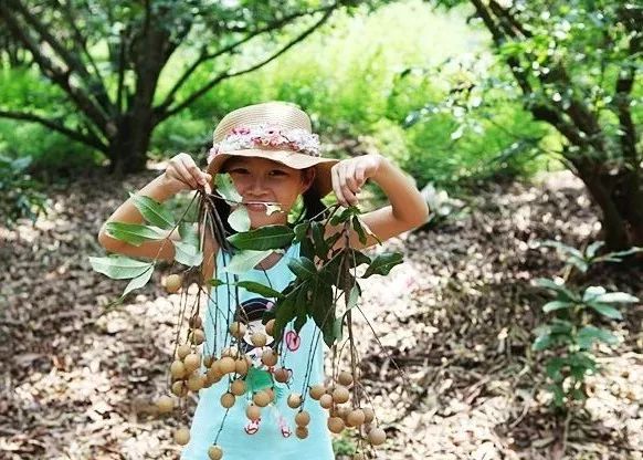 干桂圆是富硒水果吗（桂圆硒含量）-硒宝网