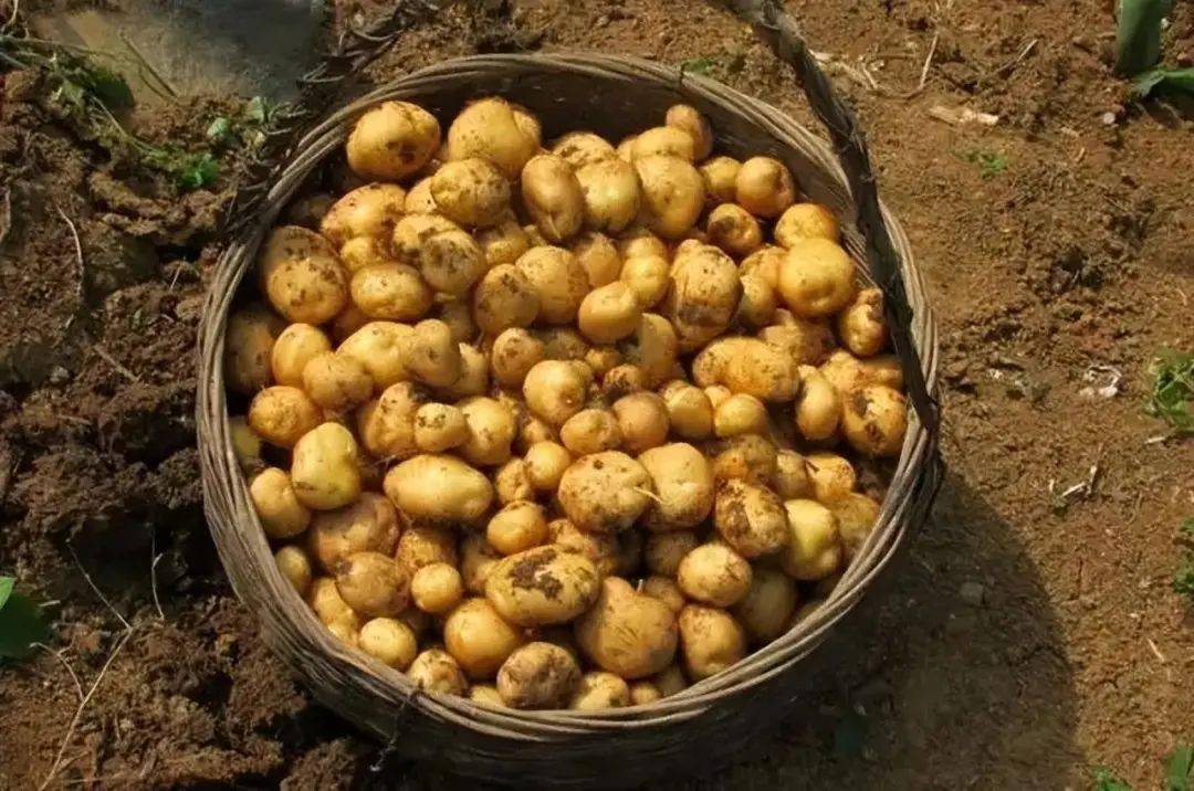 临淄富硒水果哪里有(山东富硒水产地)-硒宝网