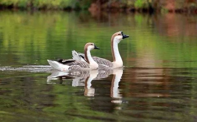 富硒水果罐头的做法(家常水果罐头)-硒宝网