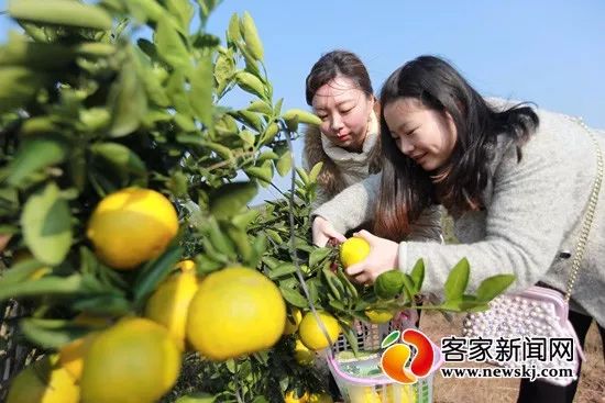 富硒水果罐头的做法(家常水果罐头)-硒宝网