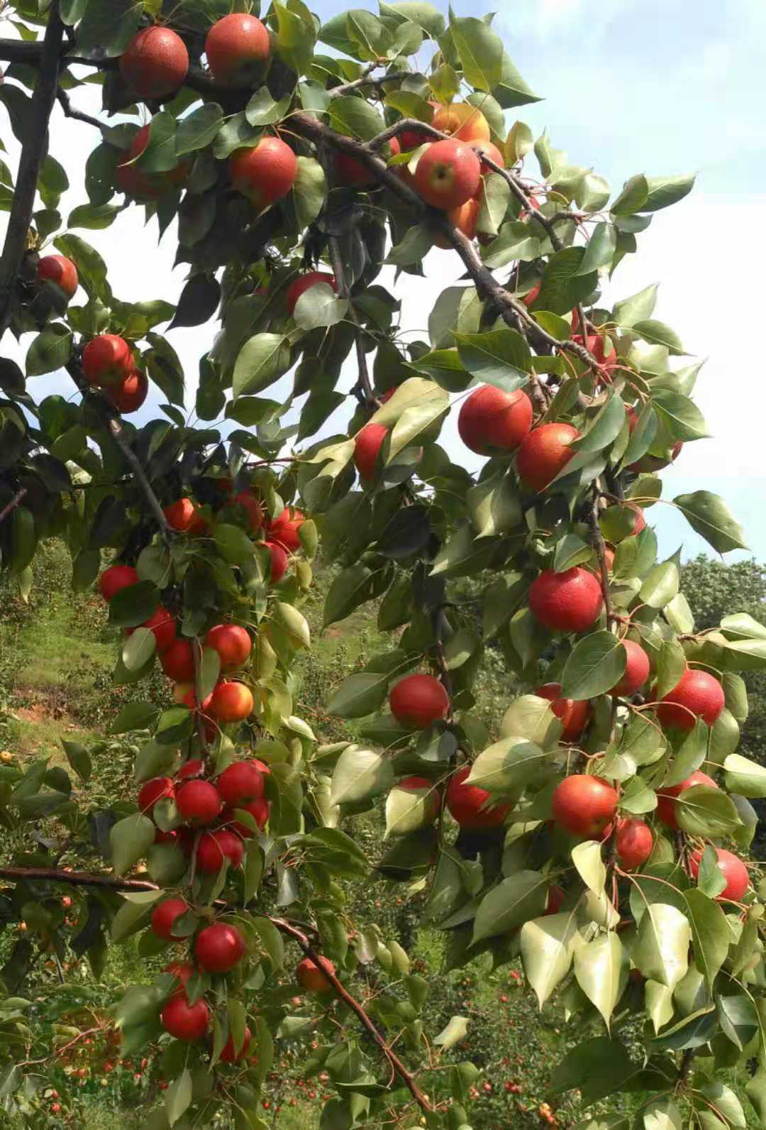 有机富硒原生态水果(富硒生态食品)-硒宝网