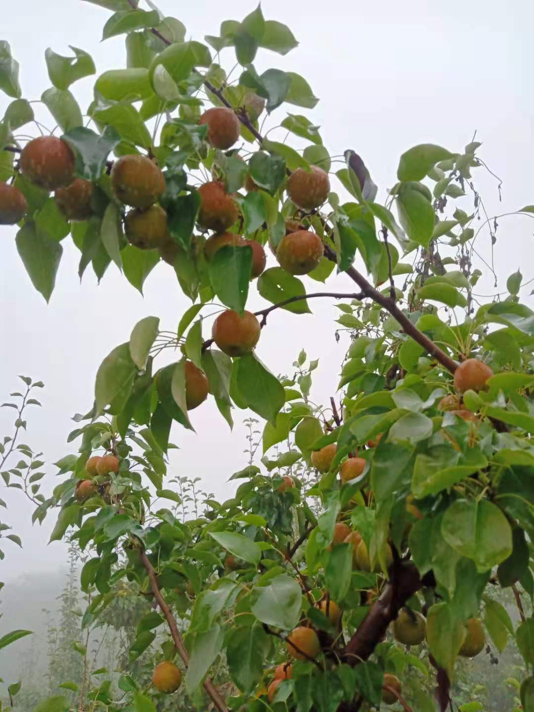 有机富硒原生态水果(富硒生态食品)-硒宝网