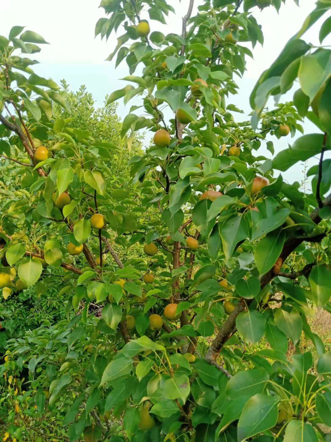 有机富硒原生态水果(富硒生态食品)-硒宝网