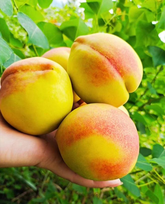 富硒水果的生产技术（富硒水果种植技术）-硒宝网