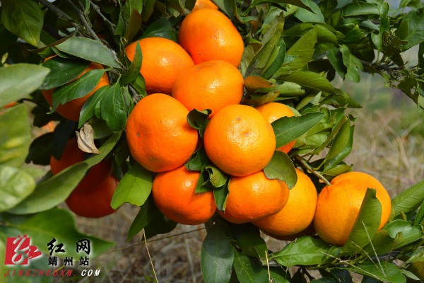 富硒水果的生产技术（富硒水果种植技术）-硒宝网
