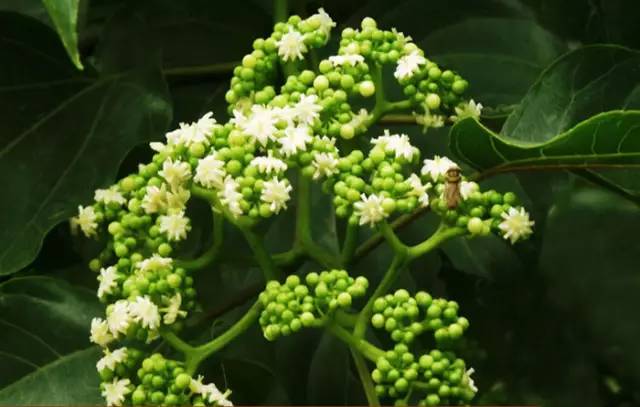 富硒水果是怎么回事（富硒类蔬菜水果）-硒宝网