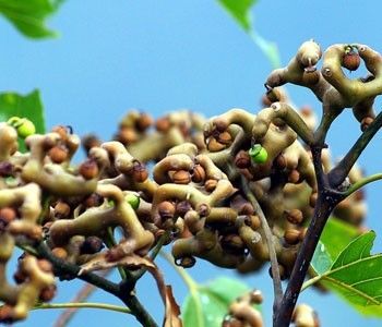 富硒水果是怎么回事（富硒类蔬菜水果）-硒宝网