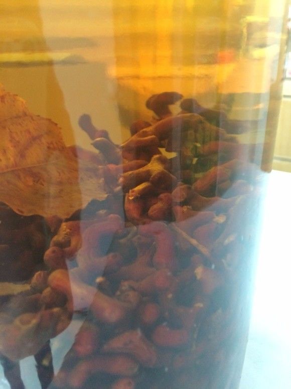 富硒水果是怎么回事（富硒类蔬菜水果）-硒宝网