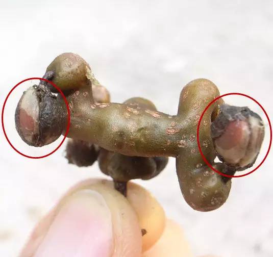 富硒水果是怎么回事（富硒类蔬菜水果）-硒宝网