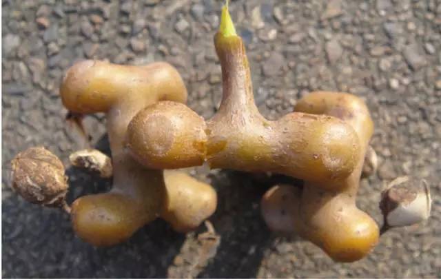 富硒水果是怎么回事（富硒类蔬菜水果）-硒宝网