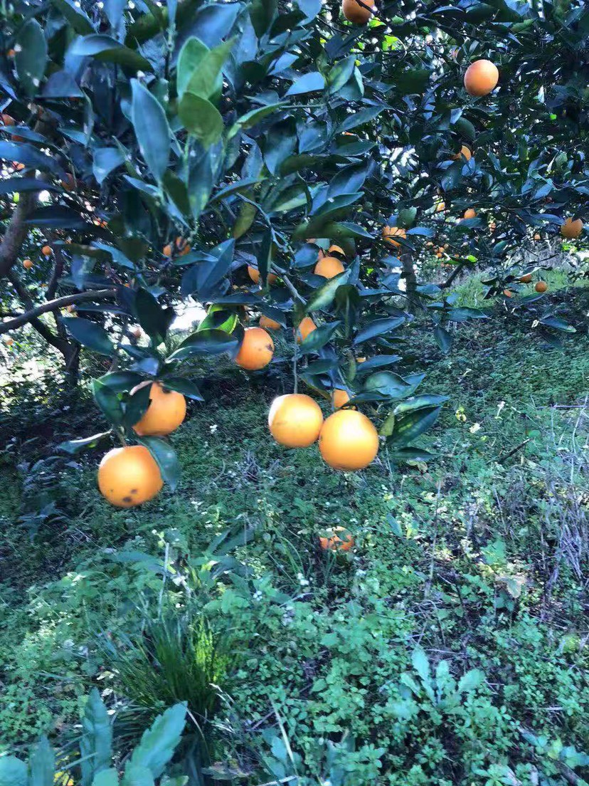 富硒水果的营养价值（富硒的水果）-硒宝网