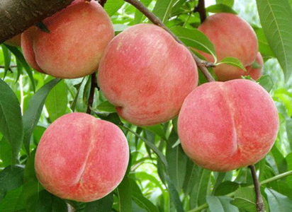 临淄富硒水果哪里有（山东富硒农产品）-硒宝网