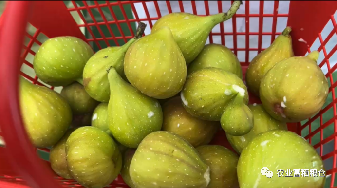 富硒水果的营养价值（水果营养价值富硒有哪些）-硒宝网