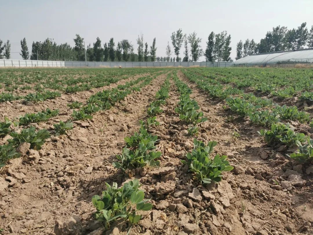 富硒果是什么水果呀（水果果富硒是什么味道）-硒宝网