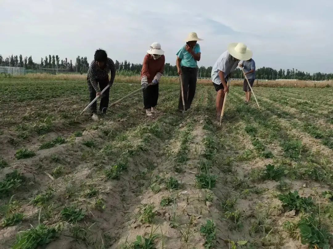 富硒果是什么水果呀（水果果富硒是什么味道）-硒宝网