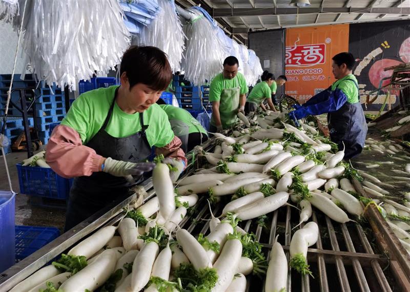 富硒水果萝卜文化节（水果萝卜的优点）-硒宝网