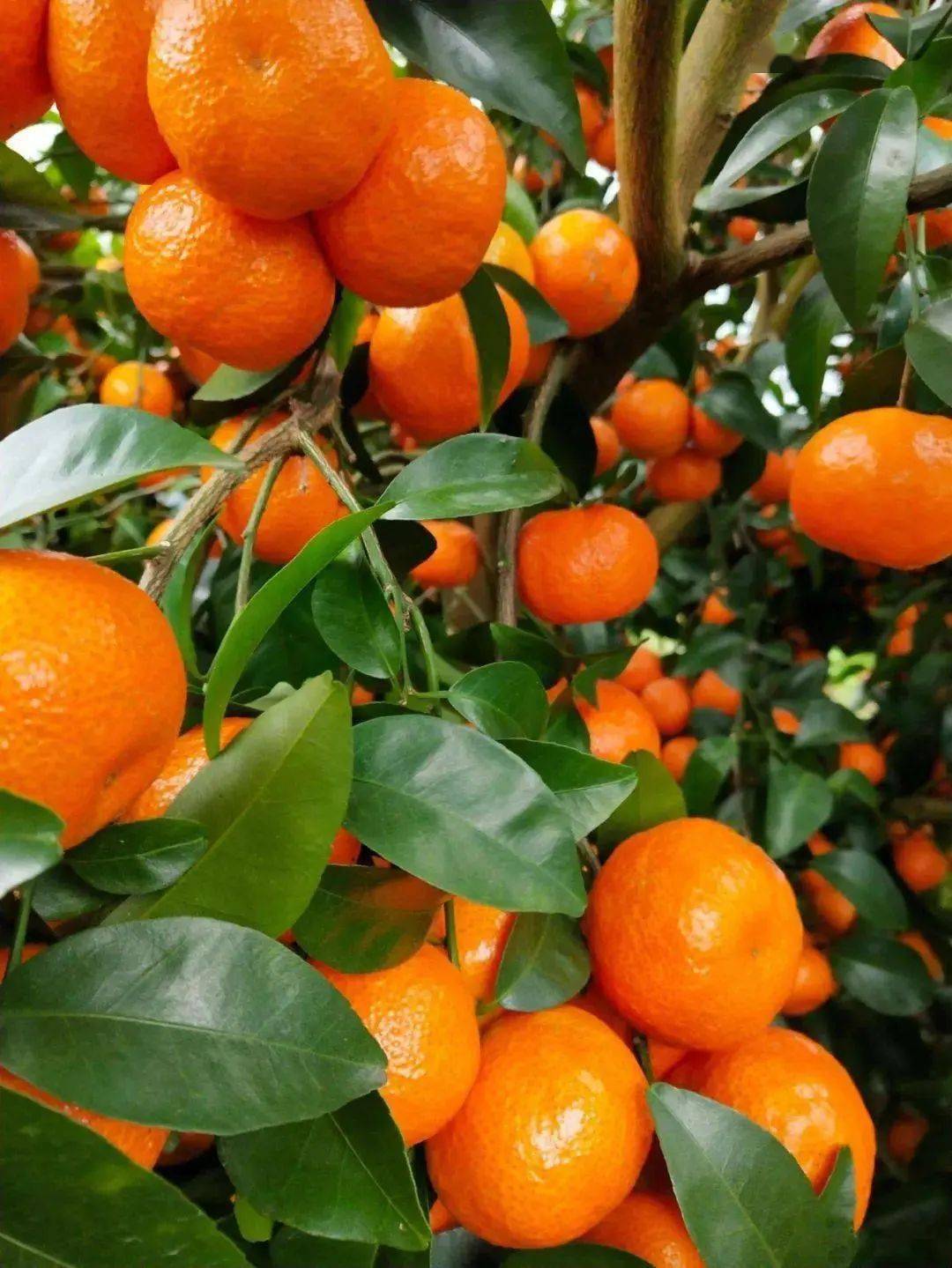 啥水果是富硒果子呢（果子水果富硒是什么味道）-硒宝网