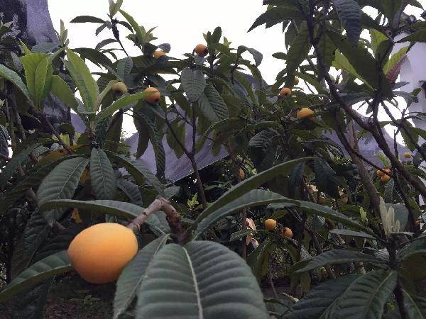 周村富硒水果哪家好（富硒水果的标准是多少）-硒宝网