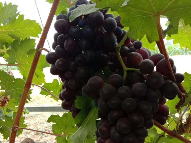 周村富硒水果哪家好（富硒水果的标准是多少）-硒宝网