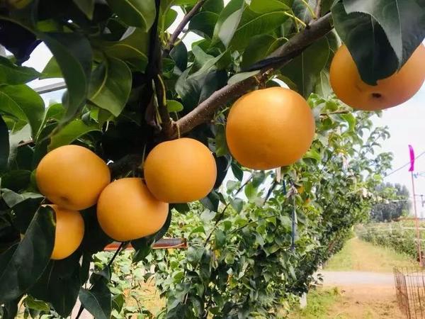 周村富硒水果哪家好(富硒果园)-硒宝网