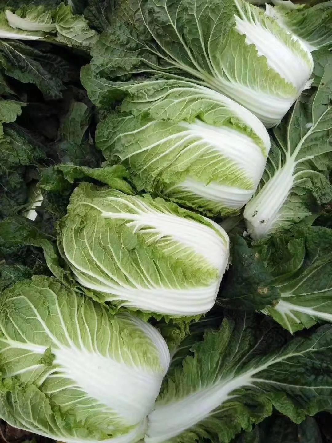 周村富硒水果哪家好(富硒水果前十名)-硒宝网