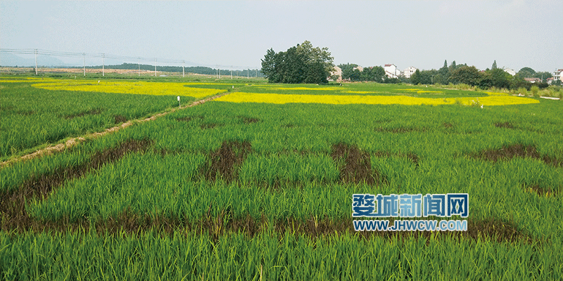 蒋堂镇富硒水果基地（蒋堂富硒花园小镇）-硒宝网