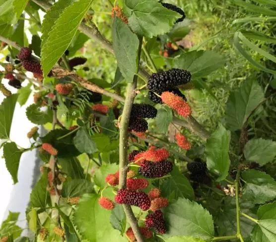 周村富硒水果哪家好（富硒果蔬）-硒宝网