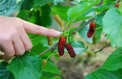 周村富硒水果哪家好（富硒果蔬）-硒宝网