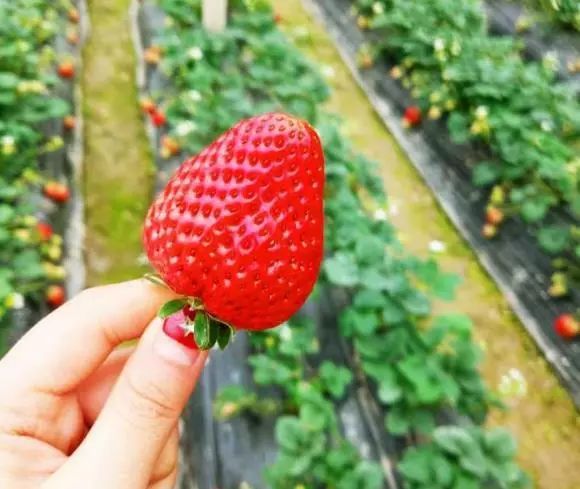 周村富硒水果哪家好（富硒果蔬）-硒宝网